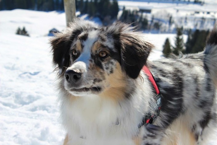 Mini Berger Australien