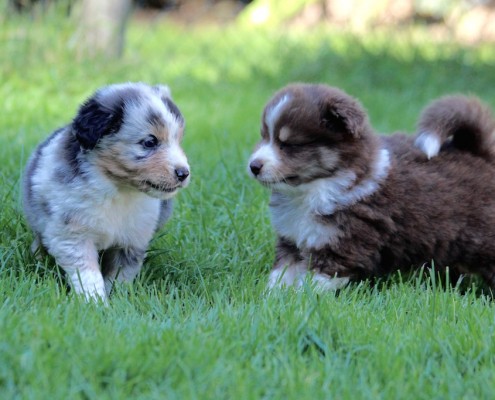 Mini Berger Australien