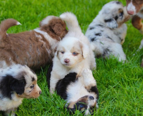 Mini Berger Australien