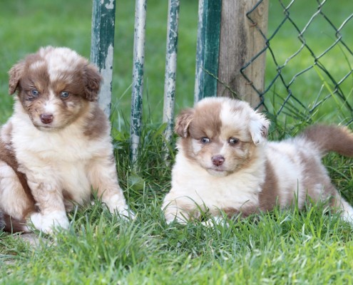 Mini Berger Australien