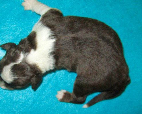 Mini Berger Australien