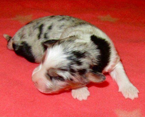 Mini Berger Australien