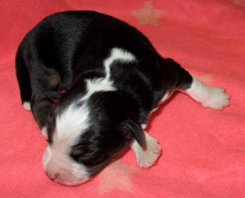 Mini Berger Australien