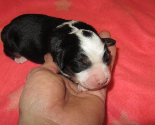 Mini Berger Australien