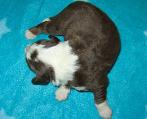 Mini Berger Australien