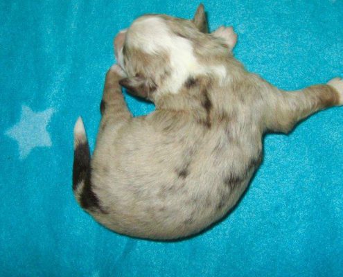 Mini Berger Australien