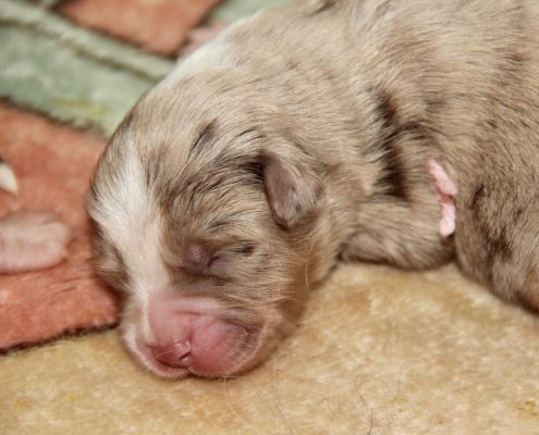 femelle rouge merle collier rose