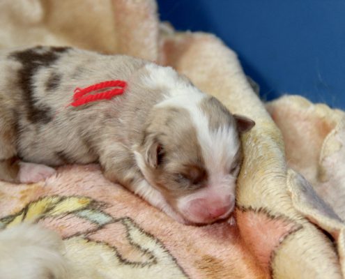 femelle rouge merle collier rouge