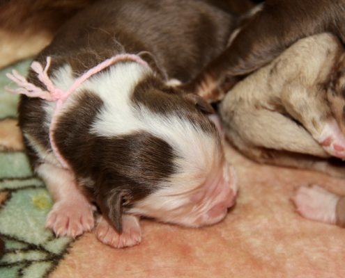 femelle rouge tricolore collier rose