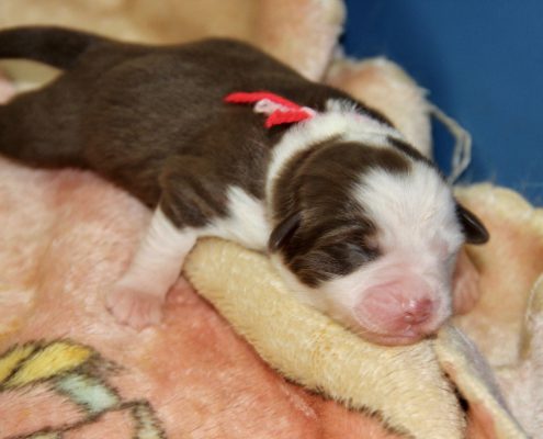 femelle rouge tricolore collier rose et rouge