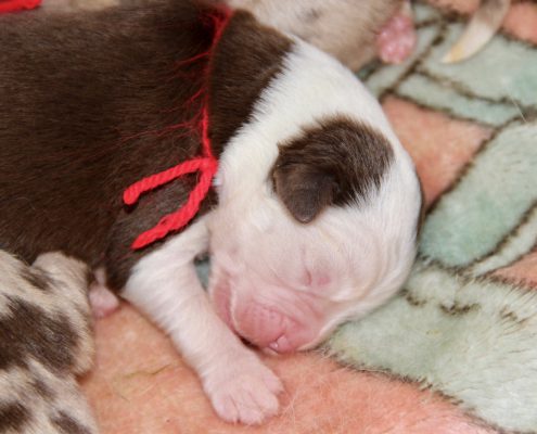 femelle rouge tricolore collier rouge