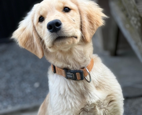 29d004ae-c415-4860-948c-30a5e126fe83Mulan