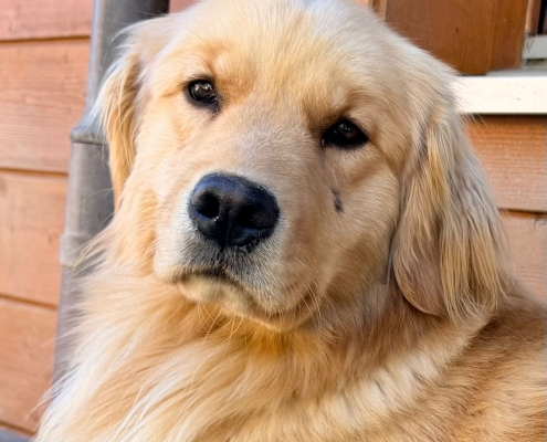 697355d0-7450-4589-8bd1-954a972326a2Mulan