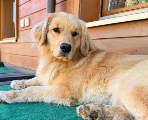 9db0ef49-2dd7-4cce-adc4-3dbbb1490fa2Mulan