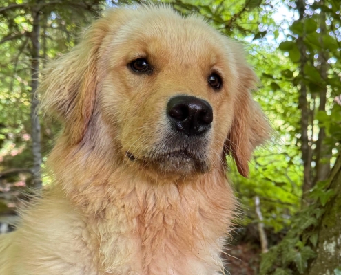 d703653b-c5a5-4e54-8cd8-9f6daef6cdf7Mulan